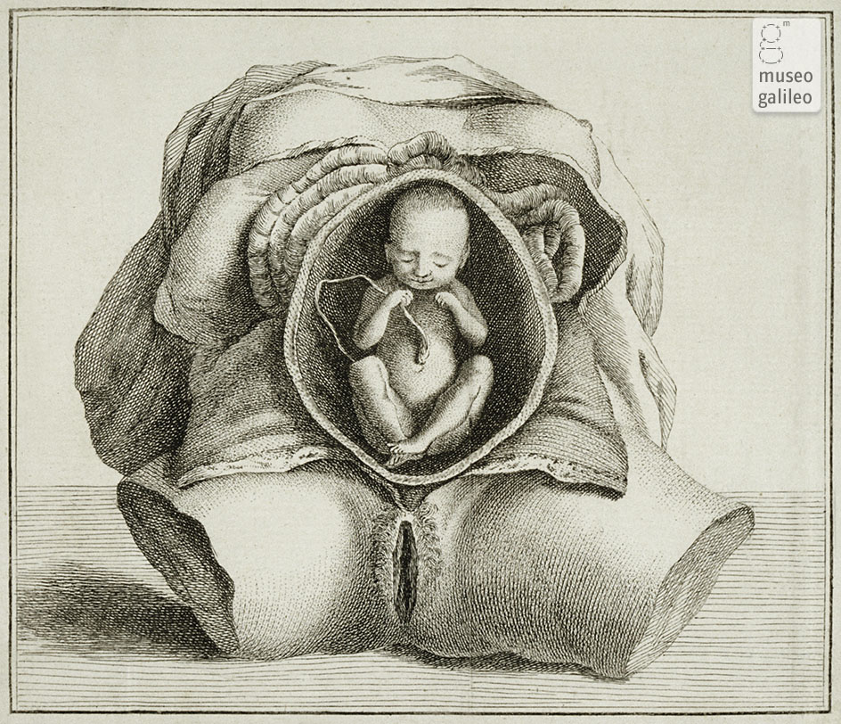 Embrione - Feto